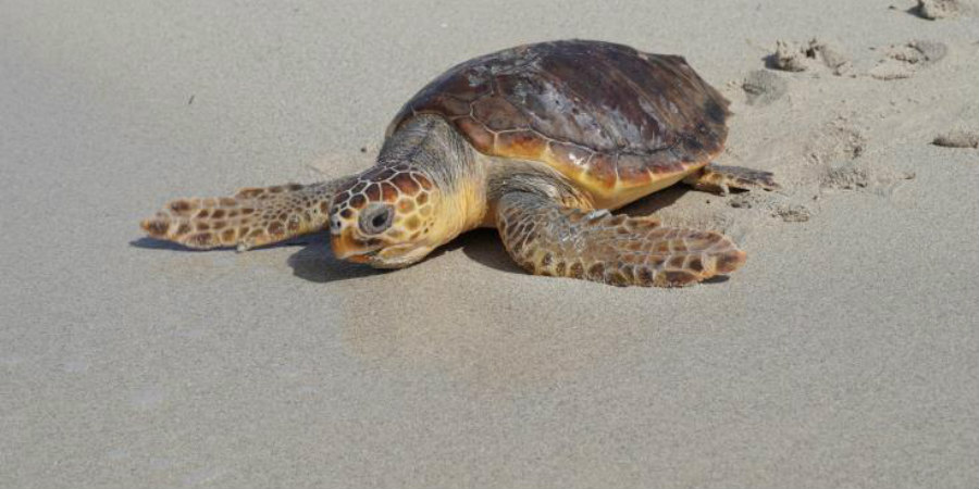Μπαγκλαντές: Oι αρχές στο ελευθέρωσαν 160 χελώνες που μπλέχτηκαν σε πλαστικά απόβλητα